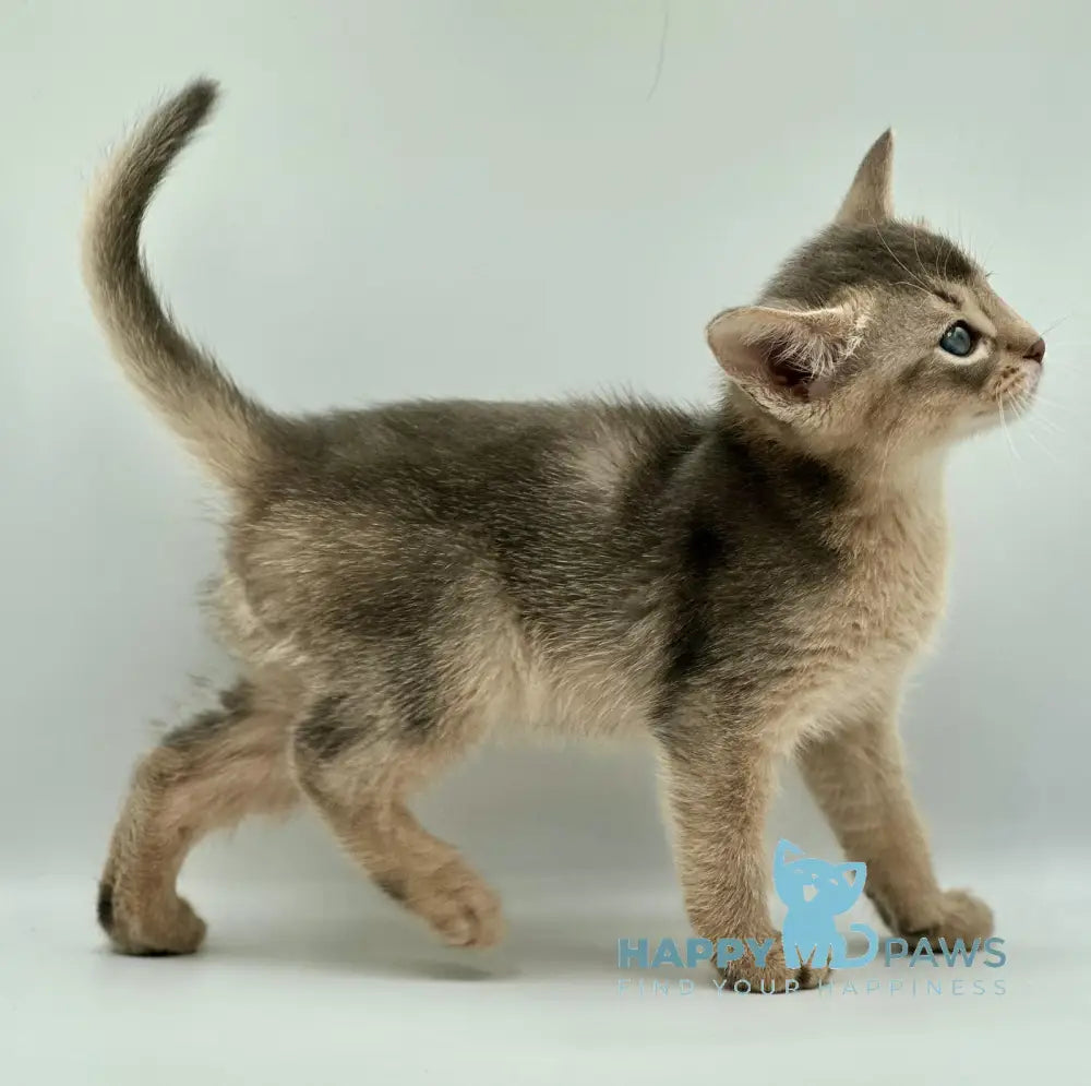 Urban Abyssinian Male Blue Live Animals