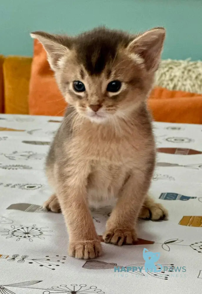 Urban Abyssinian Male Blue Live Animals
