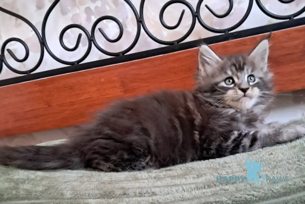 Urmas Maine Coon male black silver tabby live animals