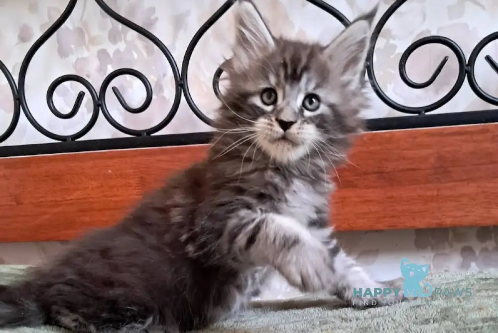 Urmas Maine Coon male black silver tabby live animals