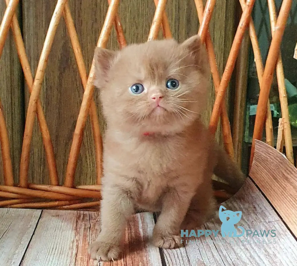 Ustin British Shorthair Male Cinnamon Live Animals