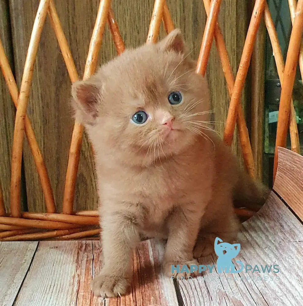 Ustin British Shorthair Male Cinnamon Live Animals