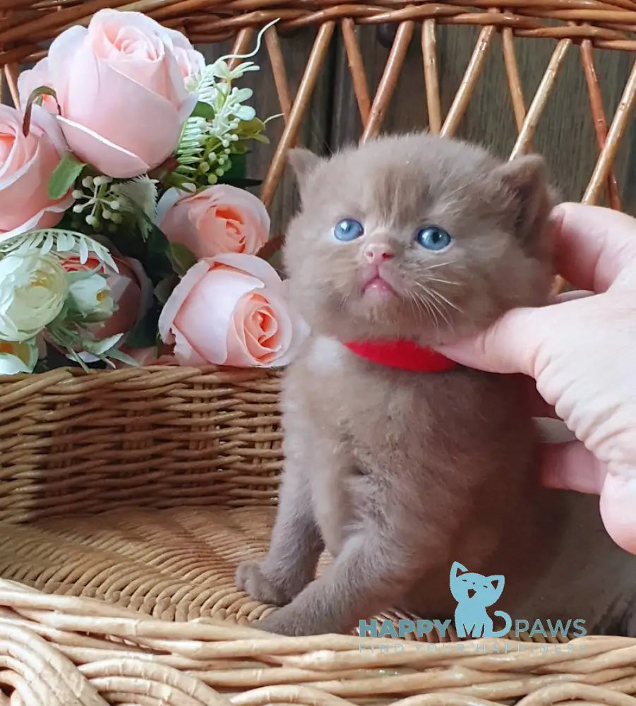 Ustin British Shorthair Male Cinnamon Live Animals