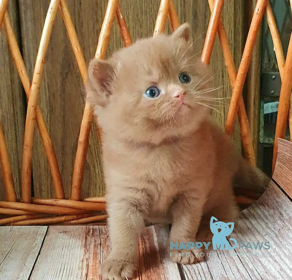 Ustin British Shorthair Male Cinnamon Live Animals