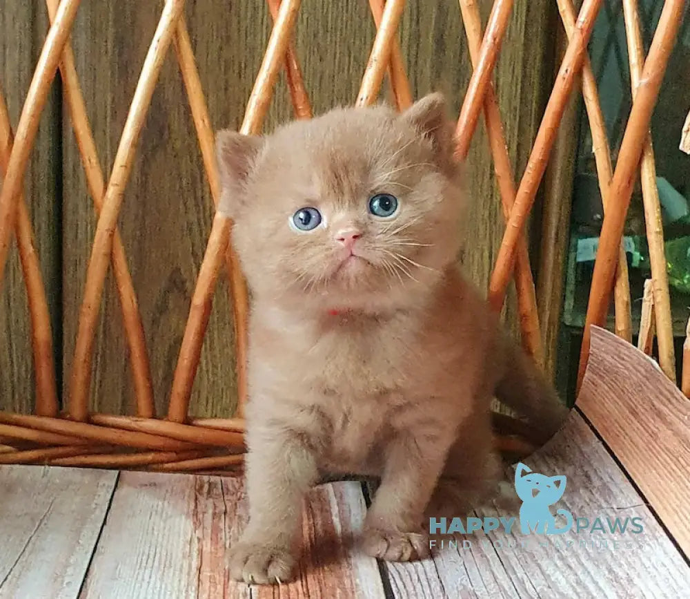 Ustin British Shorthair Male Cinnamon Live Animals