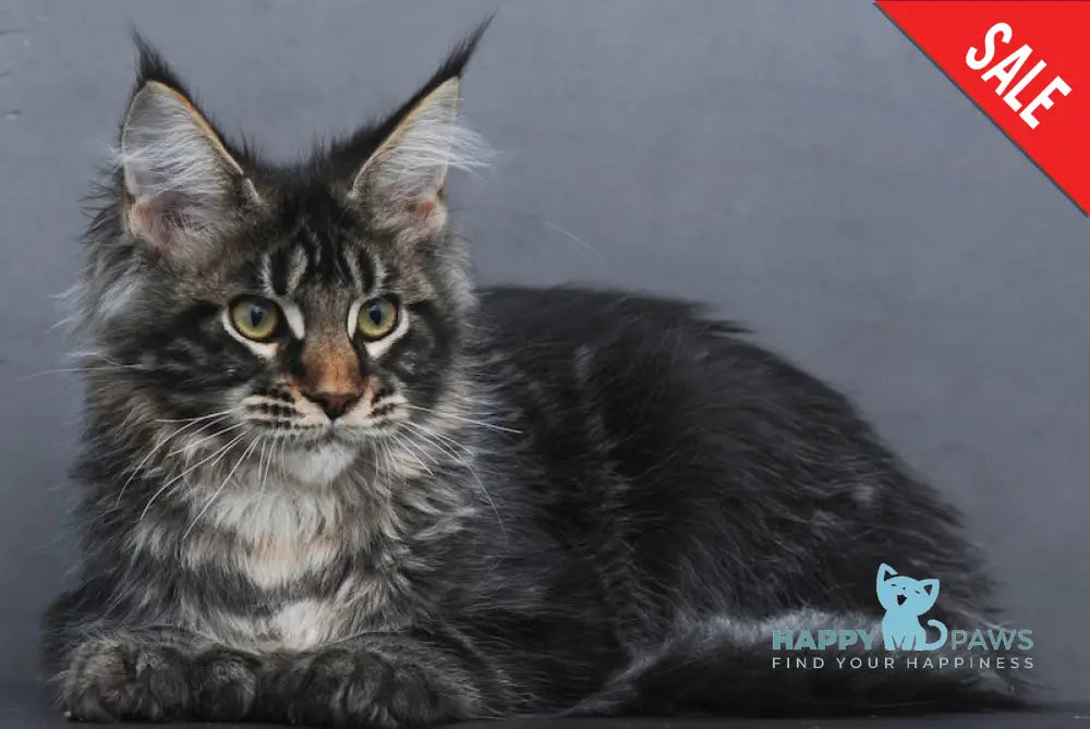 Ustinya Maine Coon Polydactyl Female Black Tabby Live Animals