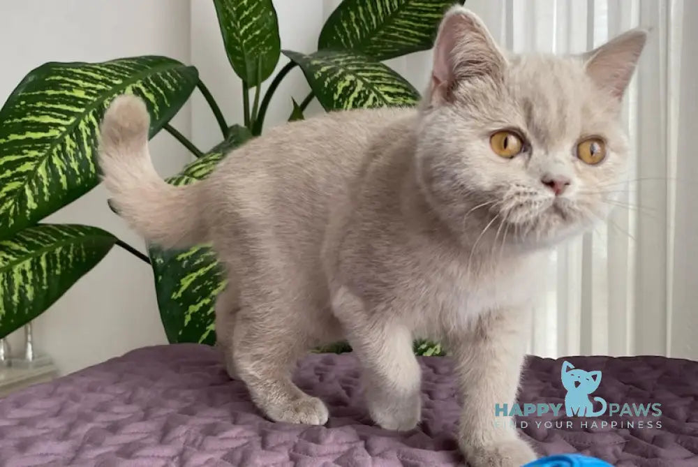 Ustus British Shorthair Male Fawn Live Animals