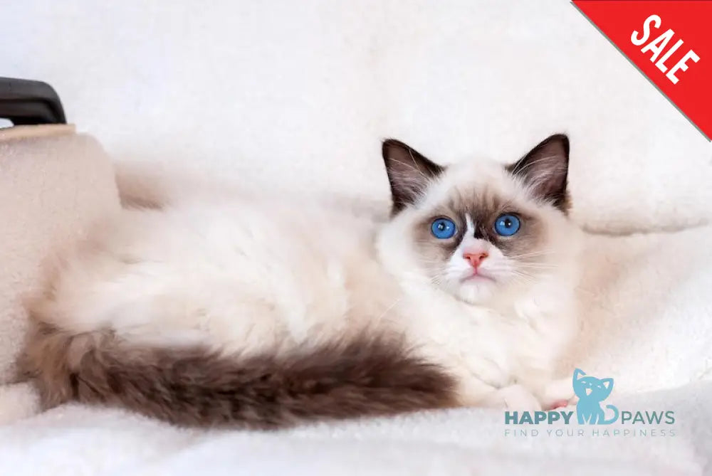 Uve Ragdoll Male Seal Bicolour Live Animals