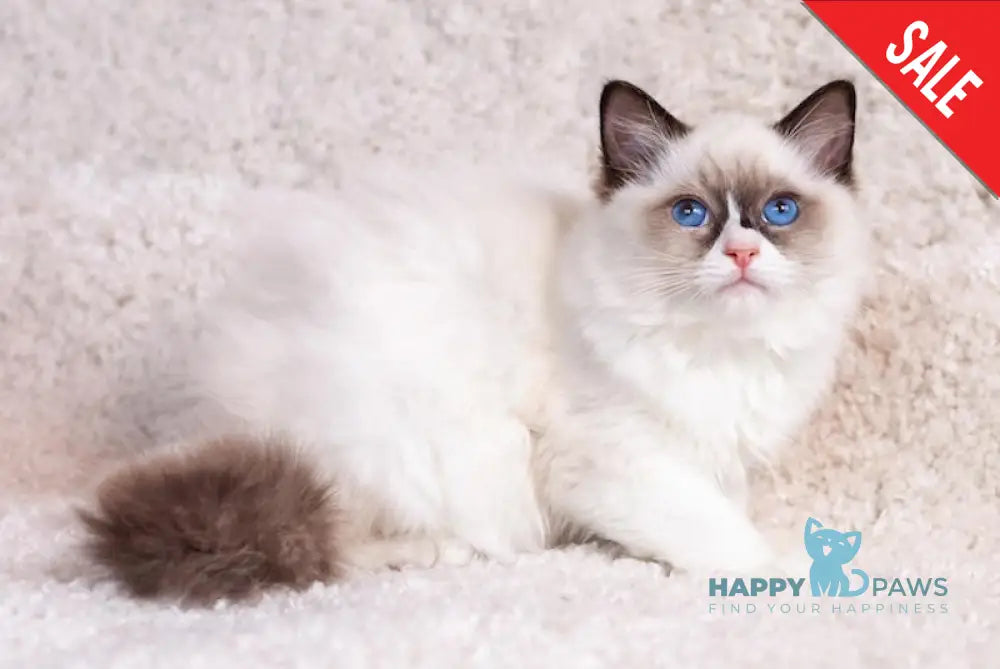 Uve Ragdoll Male Seal Bicolour Live Animals