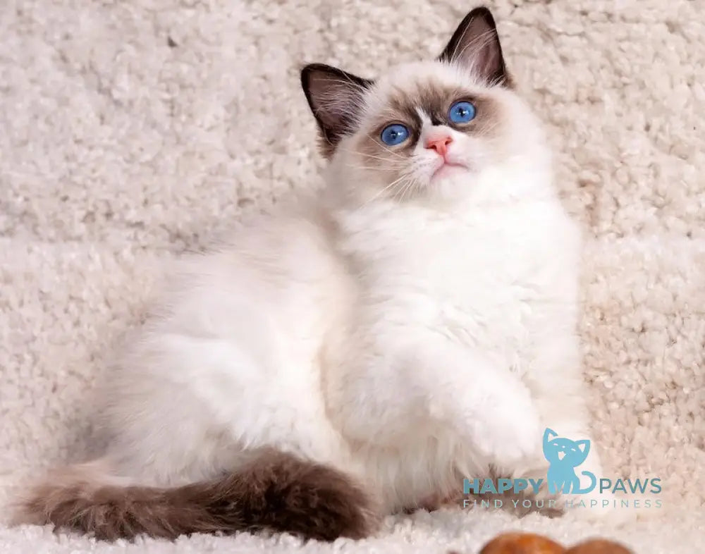 Uve Ragdoll Male Seal Bicolour Live Animals