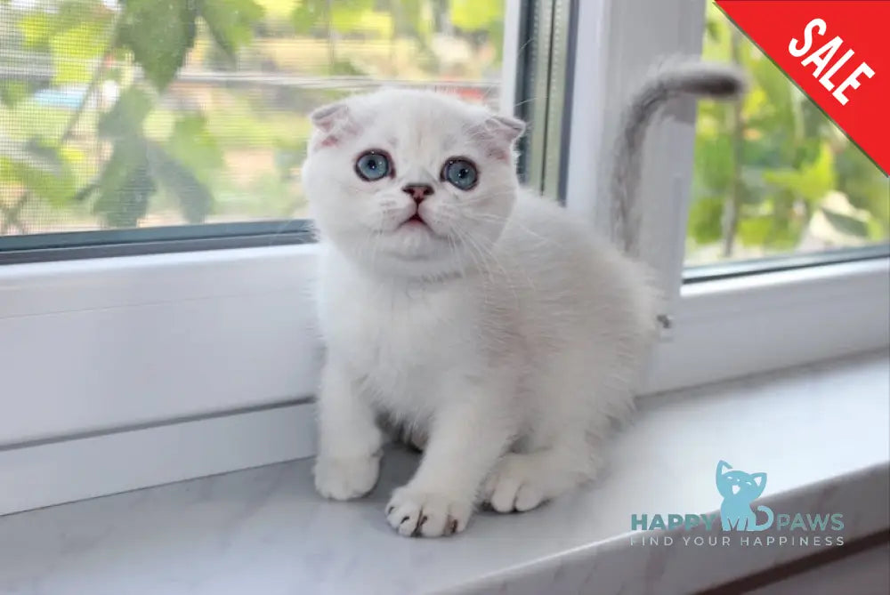 Valse Scottish Fold Male Black Silver Shaded Pointed Live Animals