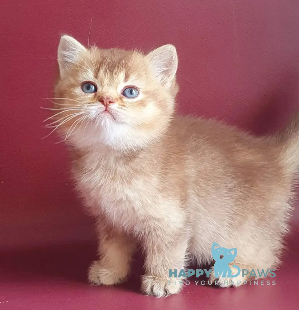 Valyusha British Shorthair female chocolate tortie golden shaded live animals