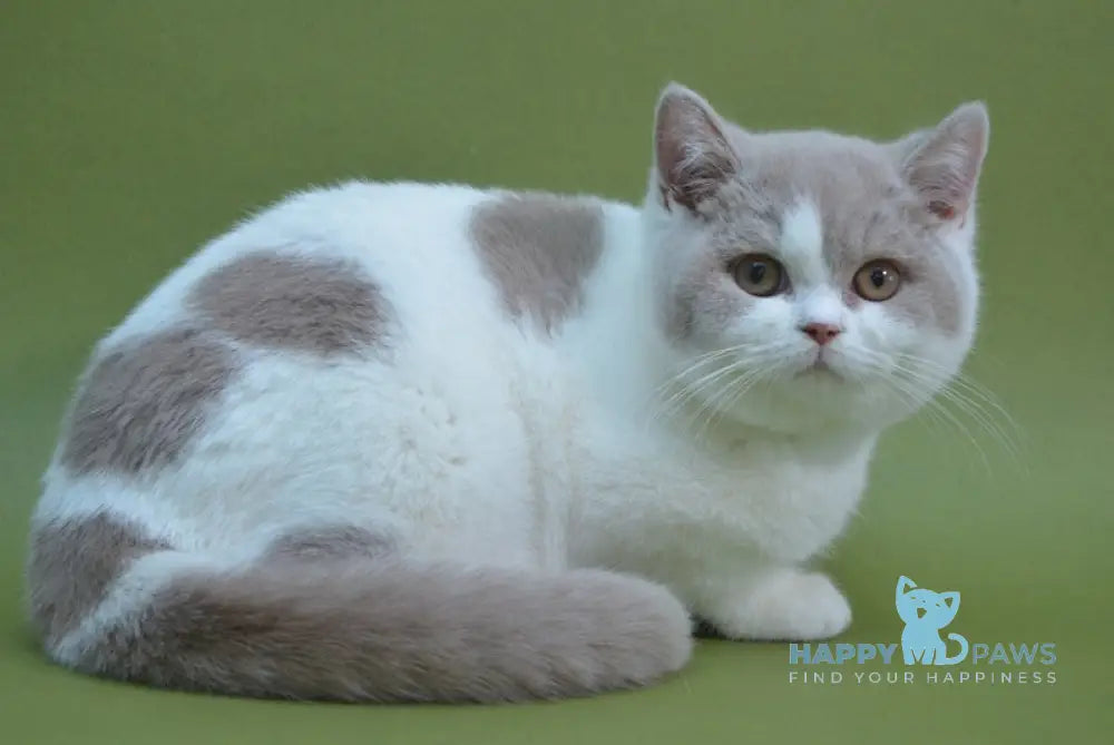 Vanity British Shorthair Female Fawn Bicolour Live Animals