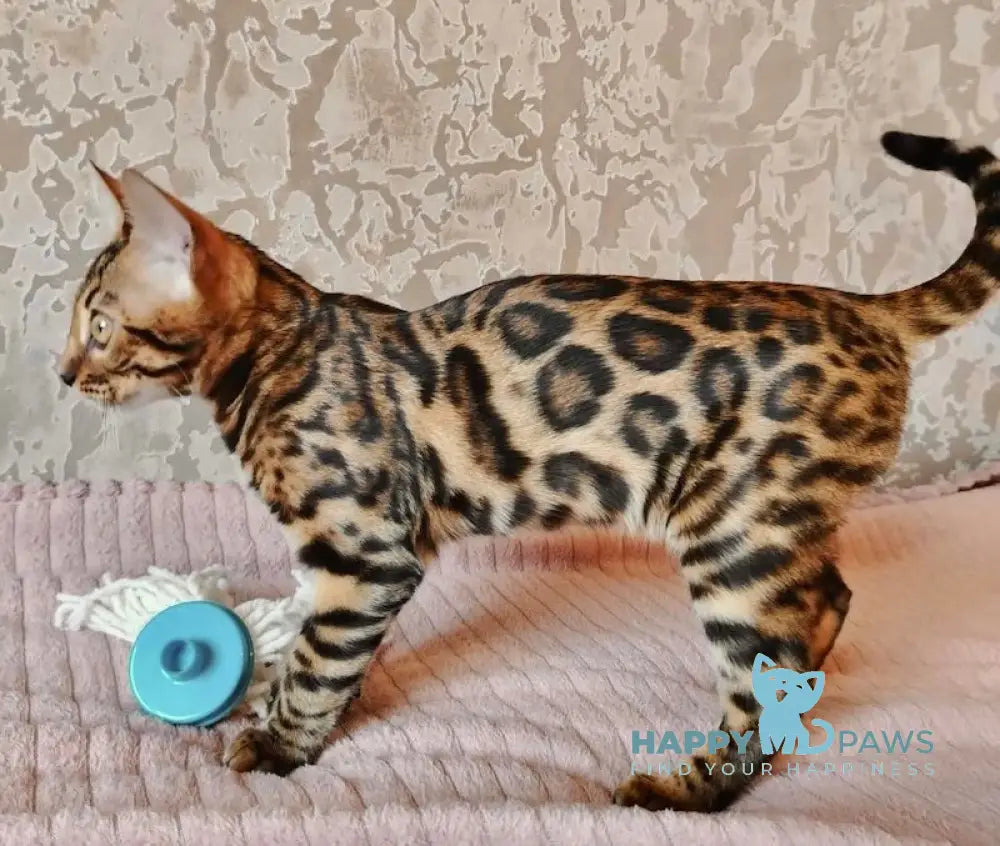 Varna Bengal Female Black Spotted Tabby Live Animals