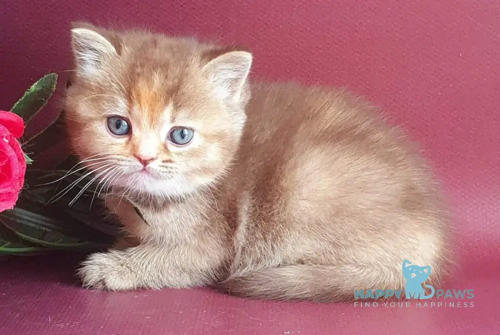 Vasilisa British Shorthair female chocolate tortie golden shaded live animals