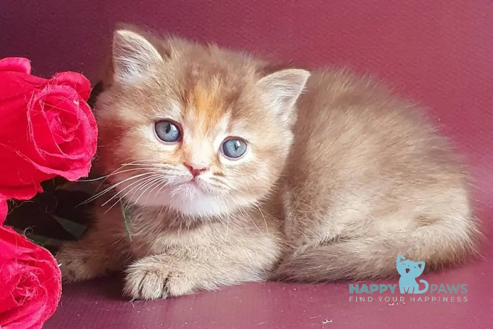 Vasilisa British Shorthair female chocolate tortie golden shaded live animals