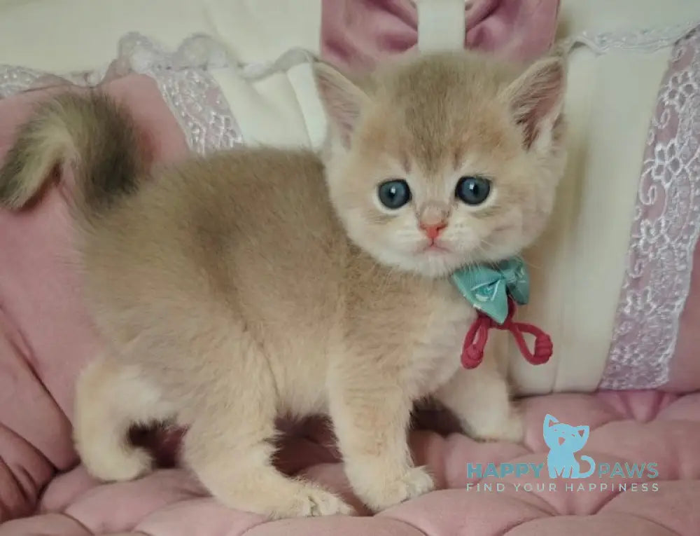 Vegas British Shorthair Male Blue Golden Chinchilla Live Animals