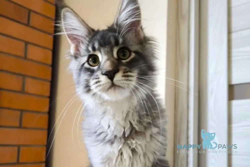 Vegas Maine Coon Male Blue Silver Ticked Tabby Live Animals