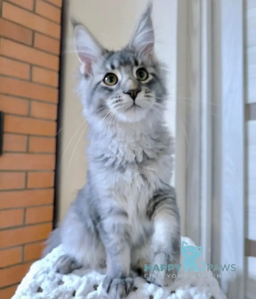 Vegas Maine Coon Male Blue Silver Ticked Tabby Live Animals