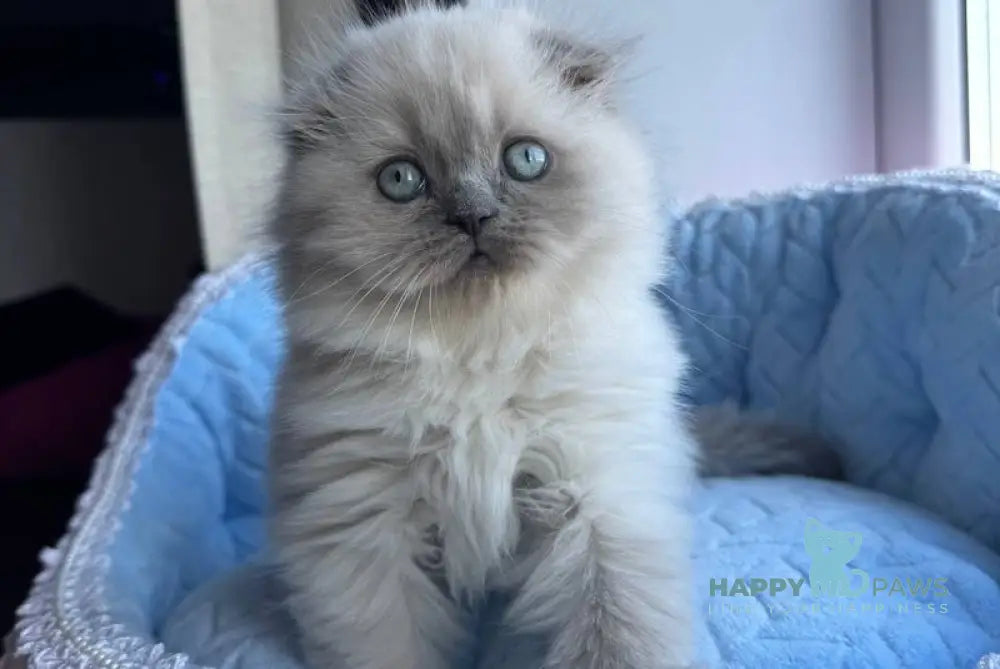 Venya Scottish Fold Male Blue Pointed Live Animals