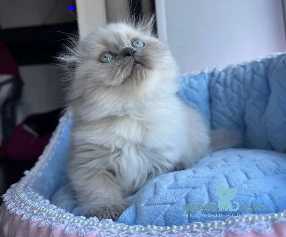 Venya Scottish Fold Male Blue Pointed Live Animals