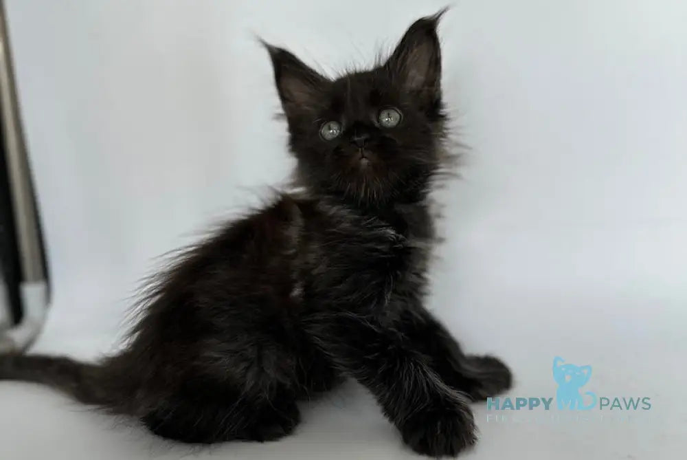 Vera Maine Coon Polydactyl Female Black Silver Live Animals