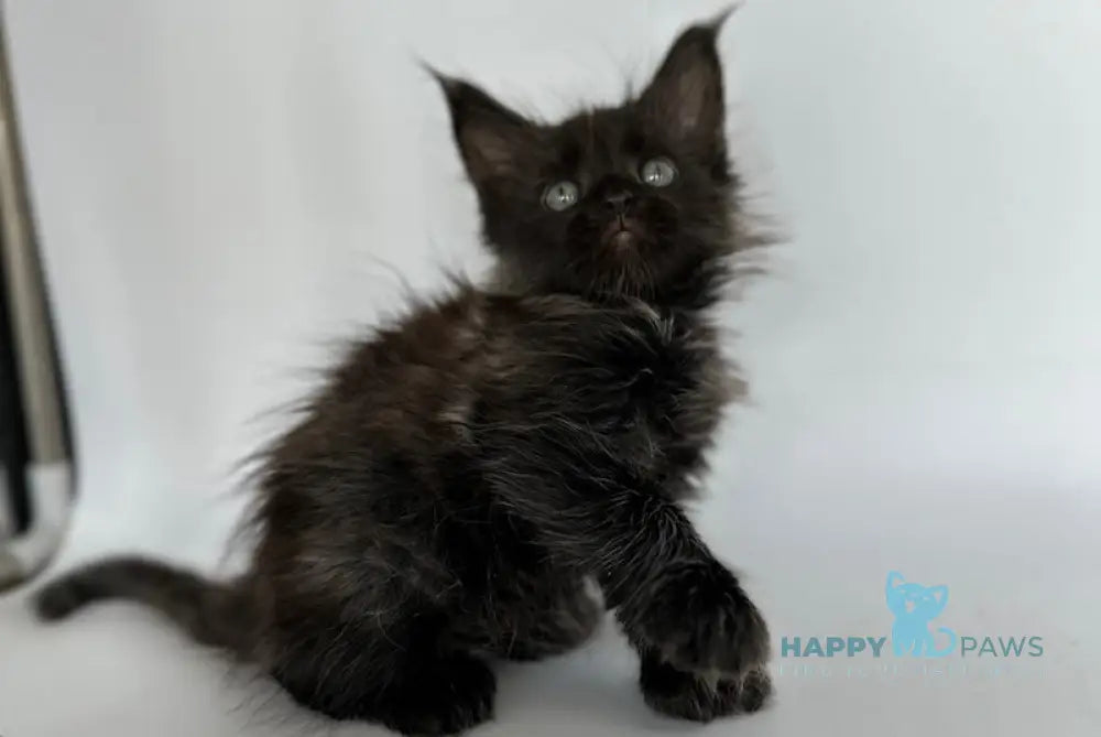 Vera Maine Coon Polydactyl Female Black Silver Live Animals