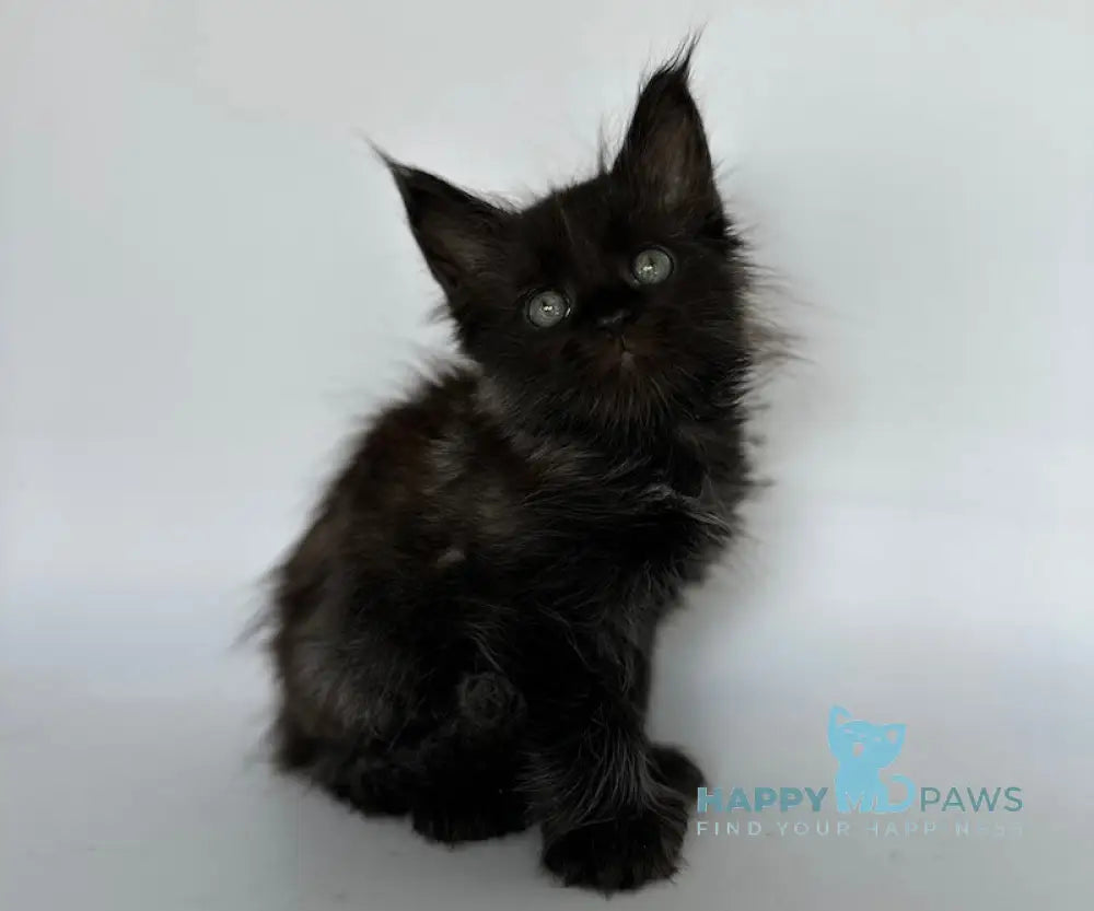 Vera Maine Coon Polydactyl Female Black Silver Live Animals