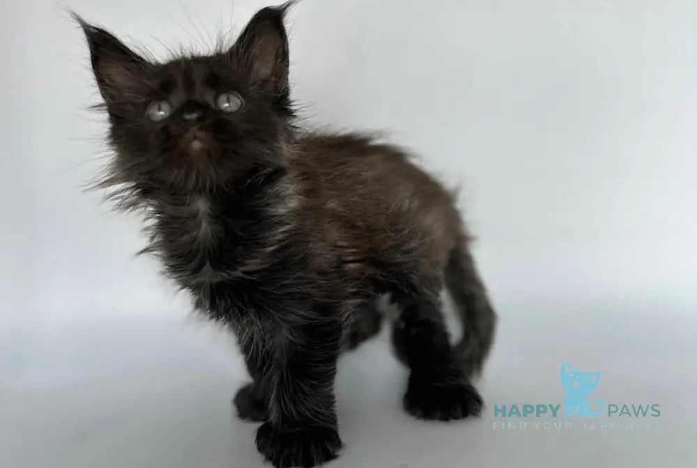 Vera Maine Coon Polydactyl Female Black Silver Live Animals