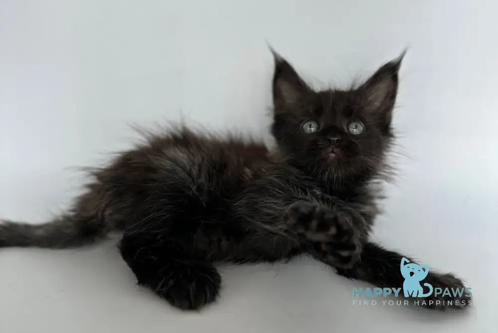 Vera Maine Coon Polydactyl Female Black Silver Live Animals