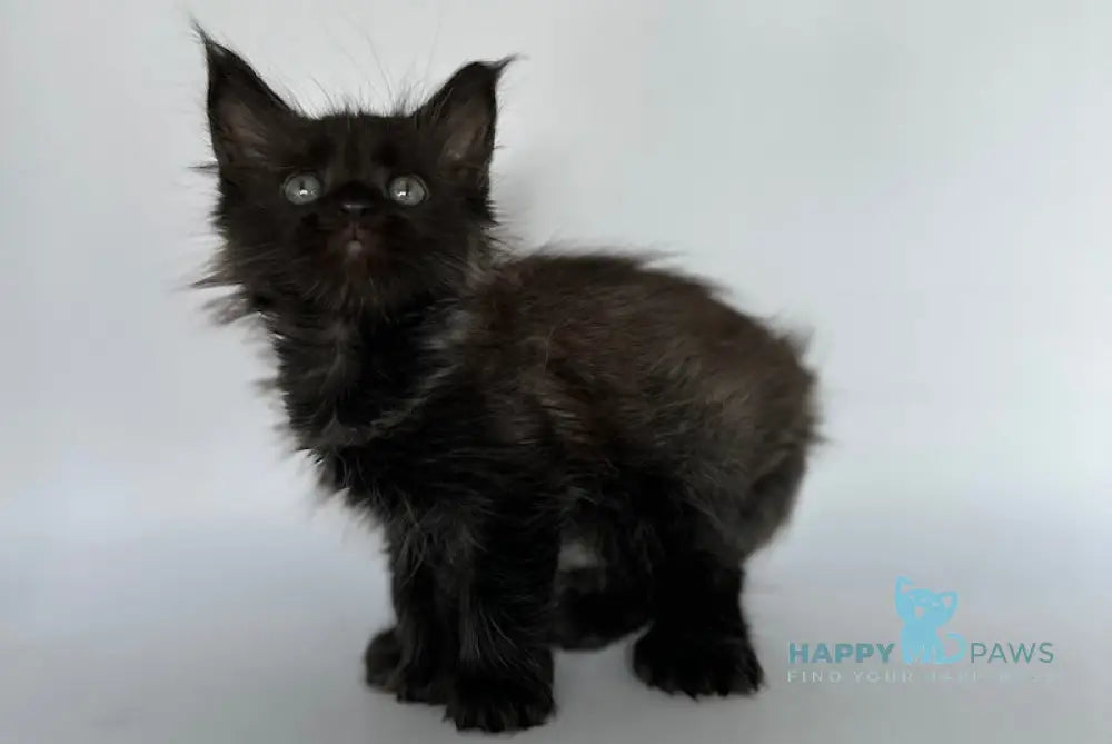 Vera Maine Coon Polydactyl Female Black Silver Live Animals