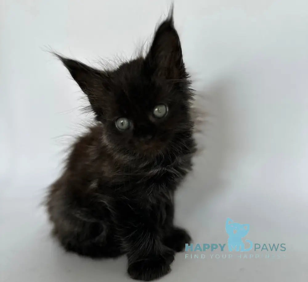 Vera Maine Coon Polydactyl Female Black Silver Live Animals