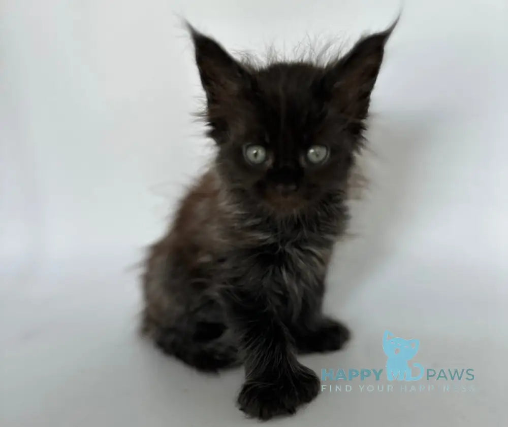 Vera Maine Coon Polydactyl Female Black Silver Live Animals