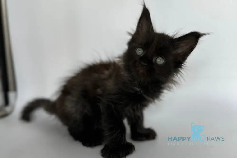 Vera Maine Coon Polydactyl Female Black Silver Live Animals