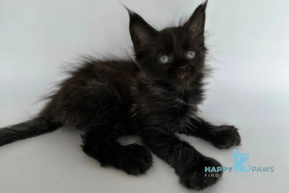 Vera Maine Coon Polydactyl Female Black Silver Live Animals