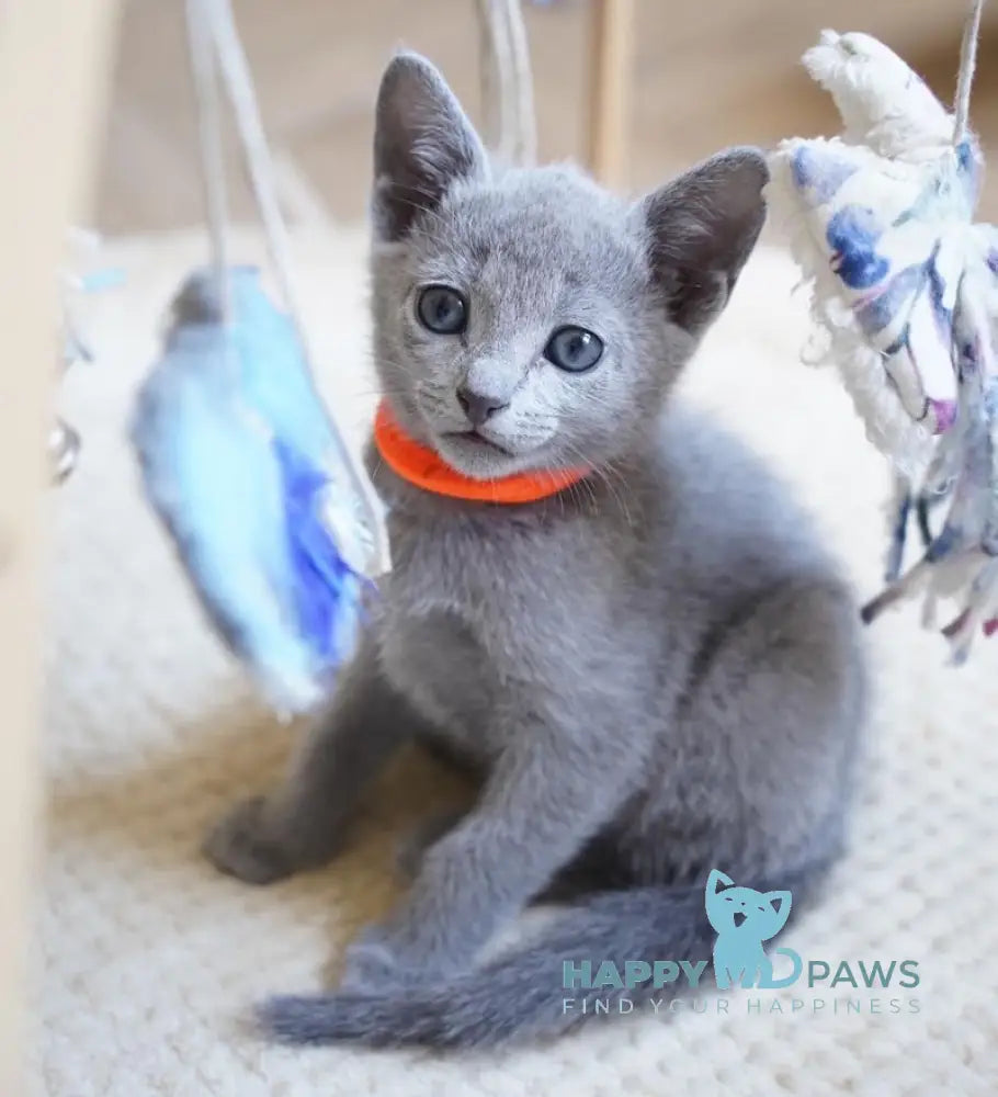 Vera Russian Blue Female Blue Live Animals