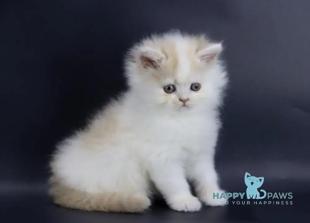 Vermouth Selkirk Rex Male Cream Harlequin Live Animals