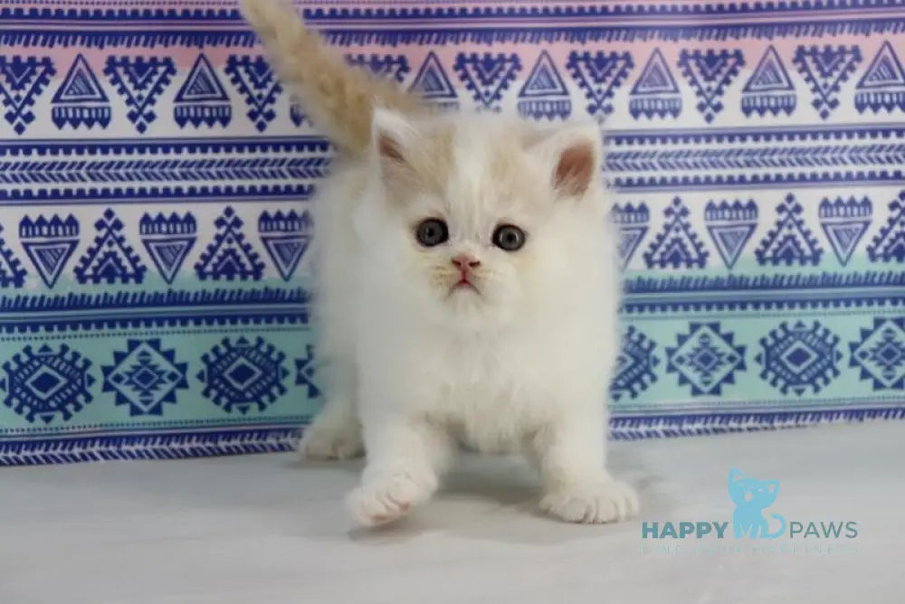 Vermouth Selkirk Rex Male Cream Harlequin Live Animals