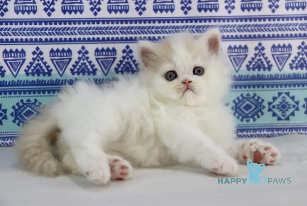 Vermouth Selkirk Rex Male Cream Harlequin Live Animals