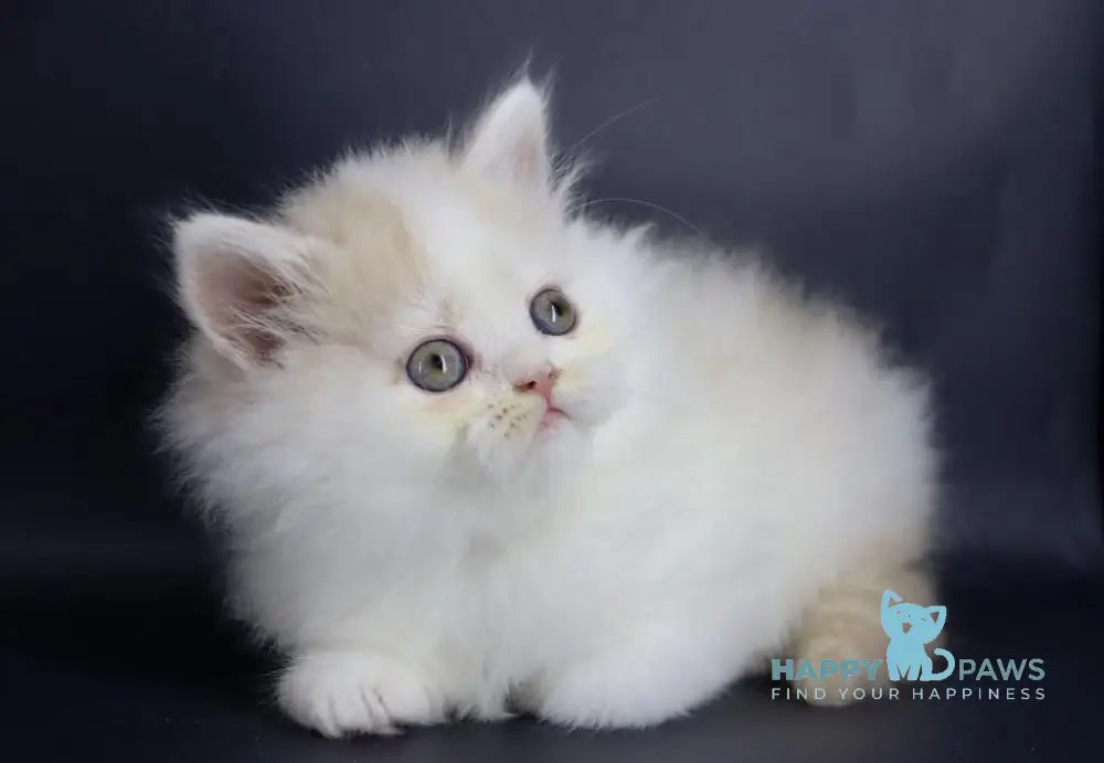 Vermouth Selkirk Rex Male Cream Harlequin Live Animals