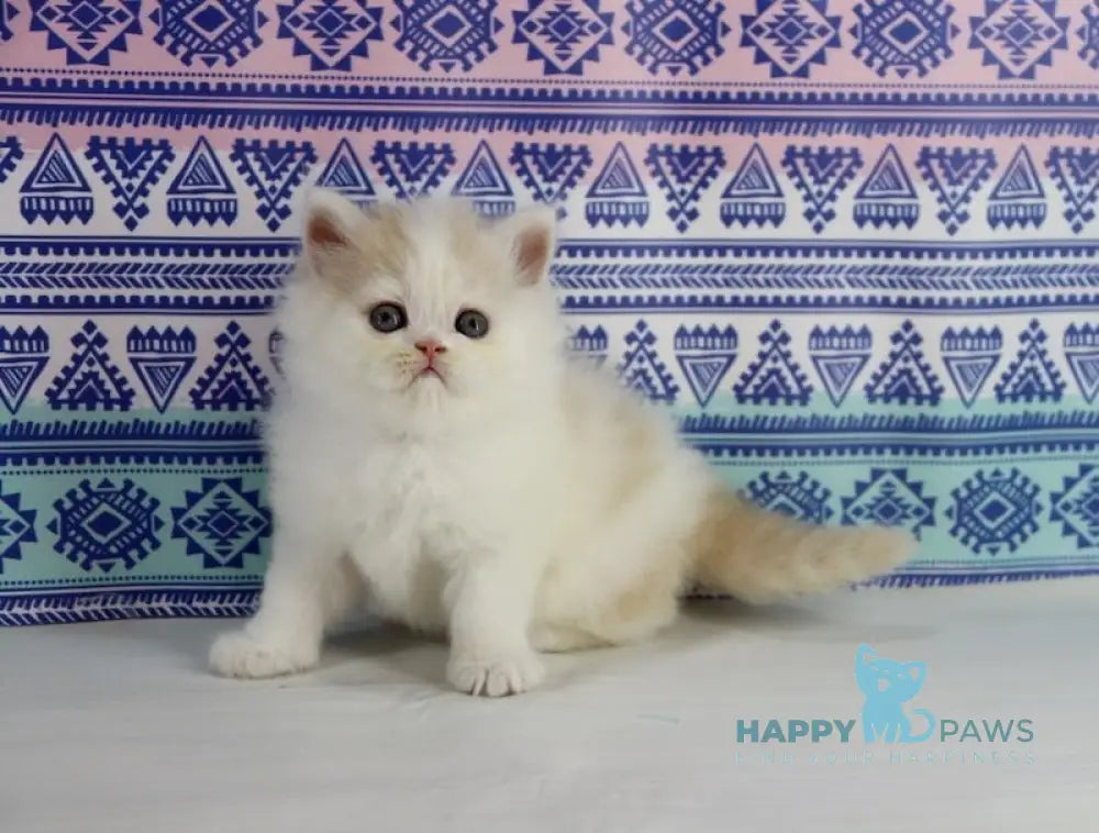 Vermouth Selkirk Rex Male Cream Harlequin Live Animals