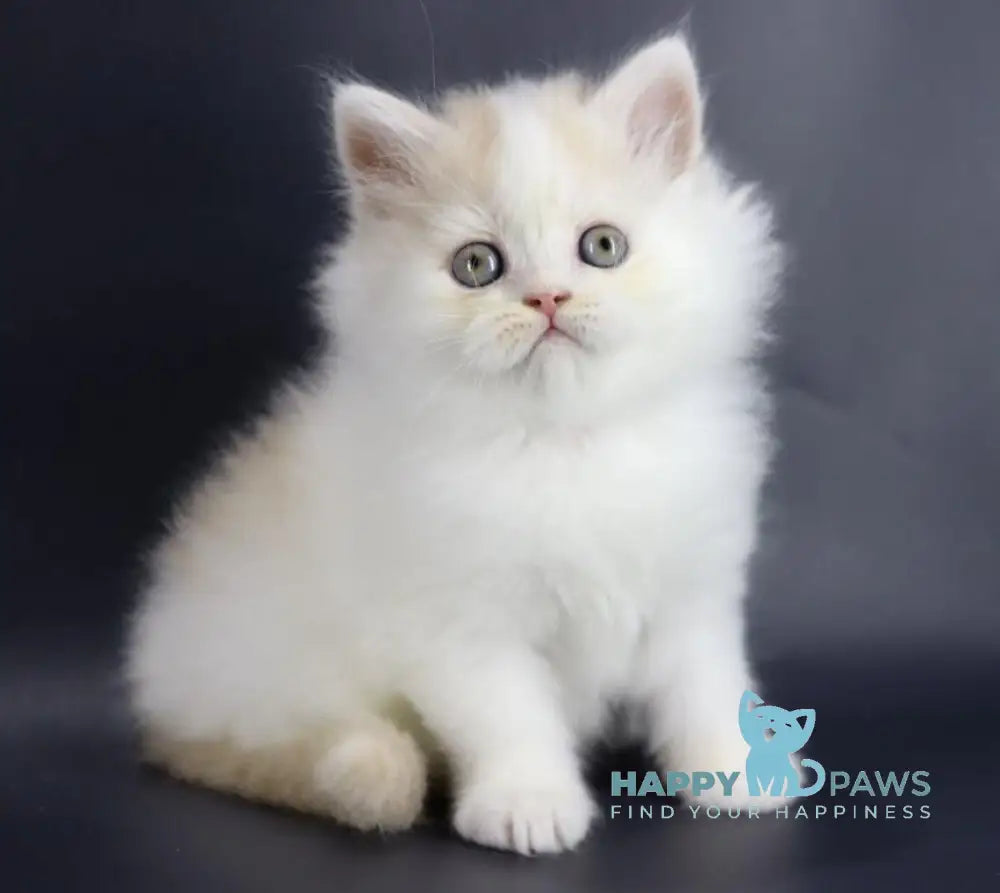 Vermouth Selkirk Rex Male Cream Harlequin Live Animals