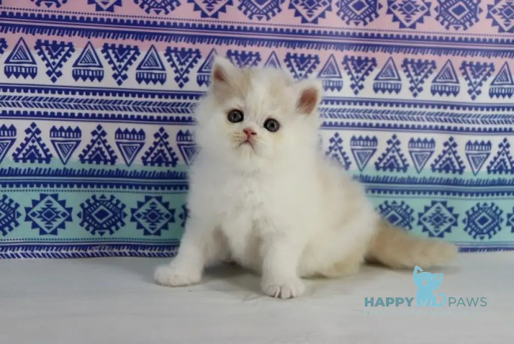 Vermouth Selkirk Rex Male Cream Harlequin Live Animals