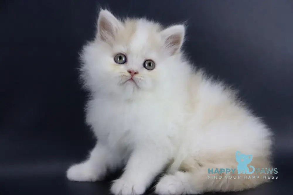 Vermouth Selkirk Rex Male Cream Harlequin Live Animals