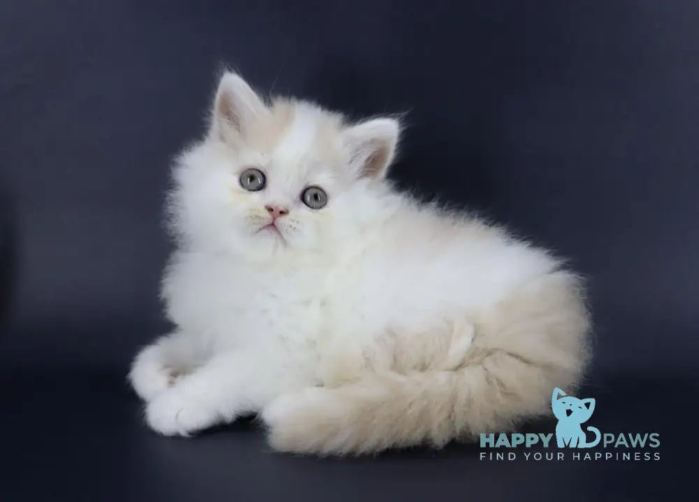 Vermouth Selkirk Rex Male Cream Harlequin Live Animals