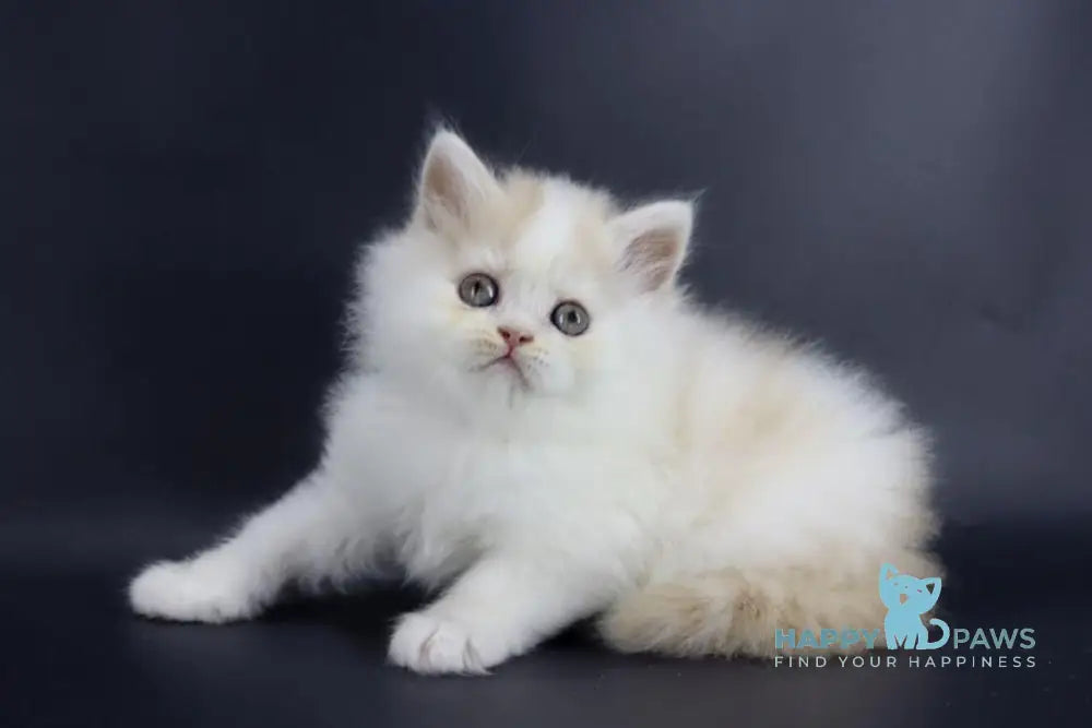 Vermouth Selkirk Rex Male Cream Harlequin Live Animals