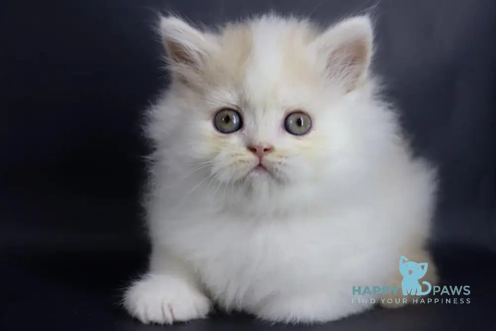 Vermouth Selkirk Rex Male Cream Harlequin Live Animals