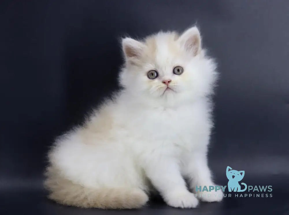 Vermouth Selkirk Rex Male Cream Harlequin Live Animals