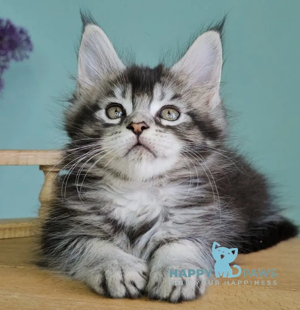 Veronica Maine Coon Female Black Silver Ticked Tabby Live Animals