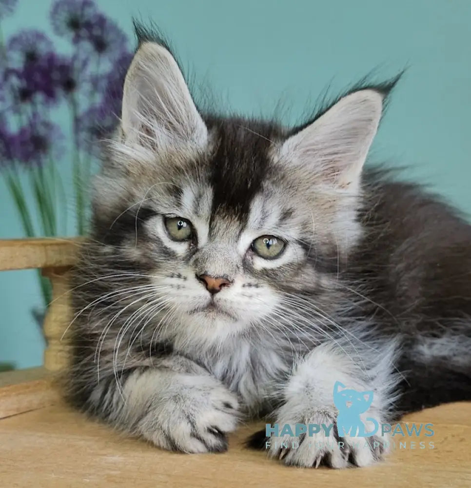 Veronica Maine Coon Female Black Silver Ticked Tabby Live Animals